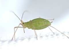 Aphididae