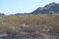 Larrea tridentata
