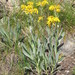 Nuttall's Ragwort - Photo (c) mhays, some rights reserved (CC BY-NC), uploaded by mhays
