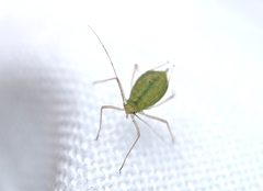 Aphididae