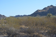 Larrea tridentata