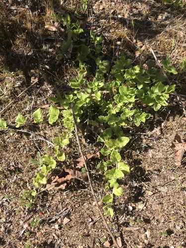 iNaturalist observation photo of yerba buena