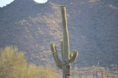 Carnegiea gigantea