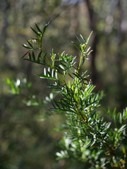 Boronia pinnata