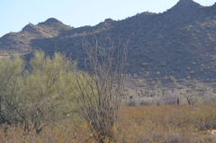Fouquieria splendens