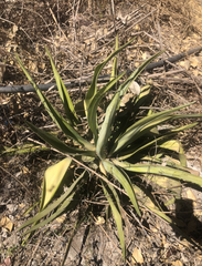 Agave desmettiana