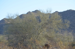 Parkinsonia