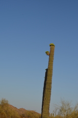 Carnegiea gigantea