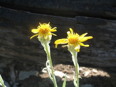 Senecio megacephalus