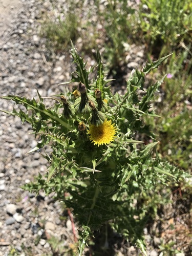 iNaturalist observation photo of prickly sowthistle