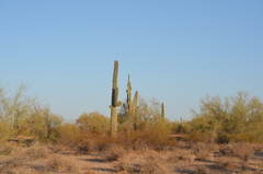 Carnegiea gigantea