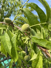 Prunus persica