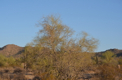 Parkinsonia