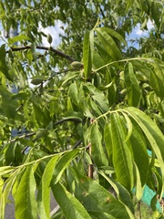 Prunus persica