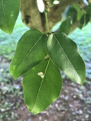 Craibia zimmermannii