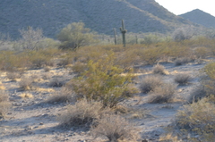Larrea tridentata