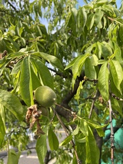 Prunus persica