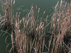 Typha capensis