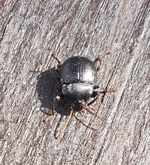 Accanthopus velikensis
