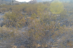 Larrea tridentata