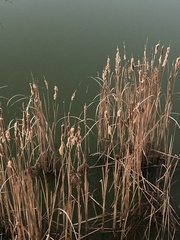 Typha capensis