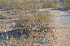 Larrea tridentata