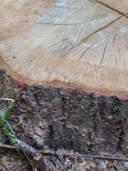 Platypus quercivorus