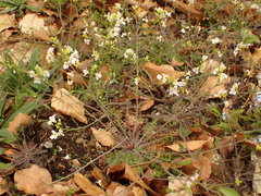 Arabidopsis arenosa arenosa