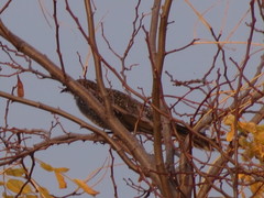 Anthochaera chrysoptera tasmanica