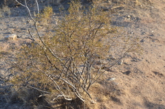 Larrea tridentata