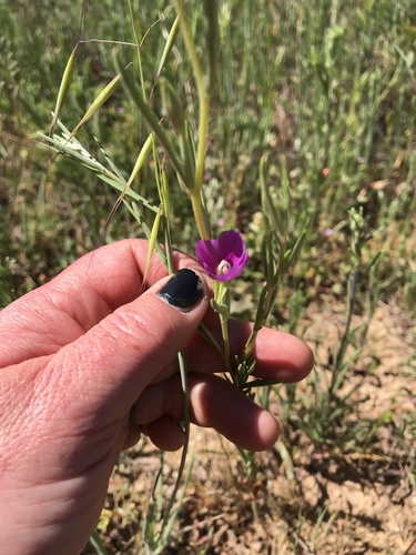 iNaturalist observation photo of Winecup Clarkia