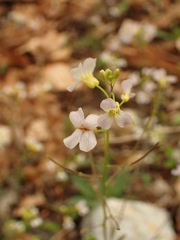 Arabidopsis arenosa arenosa