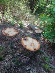 Platypus quercivorus