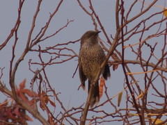 Anthochaera chrysoptera tasmanica