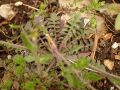 Arabidopsis arenosa arenosa