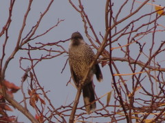 Anthochaera chrysoptera tasmanica