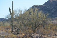 Parkinsonia