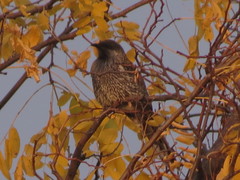 Anthochaera chrysoptera tasmanica