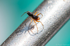 Erigoninae