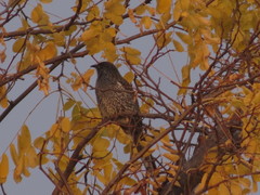 Anthochaera chrysoptera tasmanica