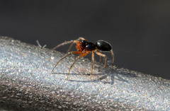Erigoninae