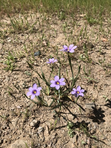 iNaturalist observation photo of western blue-eyed grass
