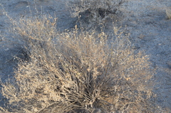 Heliantheae