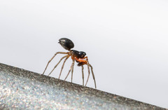 Erigoninae
