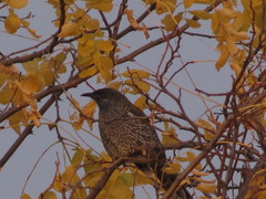 Anthochaera chrysoptera tasmanica