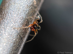 Erigoninae