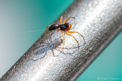 Erigoninae