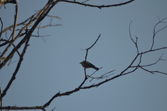 Setophaga coronata auduboni