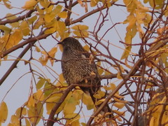 Anthochaera chrysoptera tasmanica