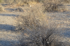 Heliantheae